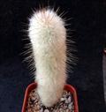 cereus dybowskii,cephalocereus dybowskii,Austrocephalocereus dybowskii,Gerocephalus dybowskii